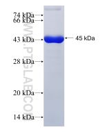 Recombinant human SLC3A2 protein Ag7301 proteintech
