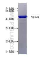Recombinant human GSTM3 protein Ag7375 proteintech