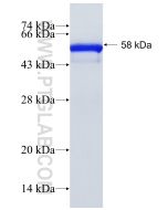 Recombinant human CNPY3 protein Ag7382 proteintech