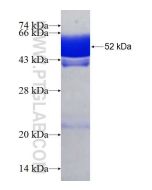 Recombinant human RPAIN protein Ag7392 proteintech
