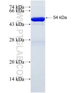 Recombinant human YWHAH protein Ag7435 proteintech