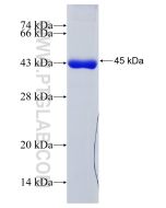 Recombinant human DDX19A protein Ag7529 proteintech