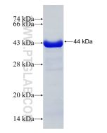 Recombinant human STIP1 protein Ag7851 proteintech