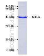 Recombinant human Integrin beta-8 protein Ag7938 proteintech
