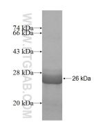 Recombinant human SLC7A4 protein Ag8211 proteintech