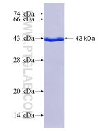 Recombinant human DUSP23 protein Ag8402 proteintech