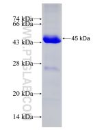 Recombinant human SNX9 protein Ag8446 proteintech
