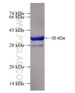 Recombinant human SMPX protein Ag8497 proteintech
