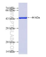Recombinant human RFK protein Ag8591 proteintech