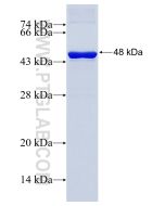 Recombinant human PLK2 protein Ag8931 proteintech