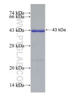 Recombinant human LPCAT1 protein Ag9060 proteintech