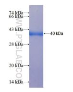 Recombinant human CPNE4 protein Ag9062 proteintech