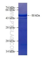 Recombinant human TARA protein Ag9092 proteintech