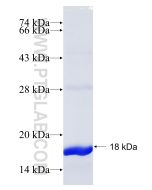 Recombinant human PELI2 protein Ag9103 proteintech