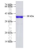 Recombinant human LUC7L protein Ag9170 proteintech