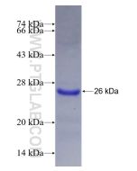 Recombinant human SOCS2 protein Ag9317 proteintech