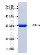 Recombinant human MUL1 protein Ag9391 proteintech