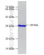 Recombinant human NUCB1 protein Ag9432 proteintech