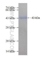 Recombinant human BBS13 protein Ag9504 proteintech