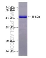 Recombinant human GSNOR,ADH5 protein Ag9511 proteintech