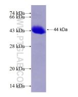 Recombinant human XRCC5 protein Ag9512 proteintech