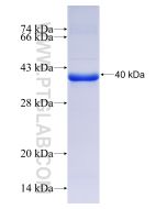 Recombinant human ADO protein Ag9598 proteintech