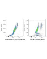 CoraLite® Plus 405 Anti-Human CD81 (5A6) Mouse IgG2a Recombinant Antibody CL405-65644 proteintech