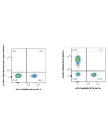 FcZero-rAb® CoraLite® Plus 405 Anti-Human CD3 (OKT3) Rabbit Recombinant Antibody CL405-FcA65569 proteintech