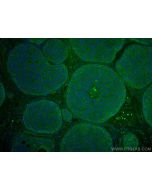 CoraLite® Plus 488-conjugated KEAP1 Polyclonal antibody CL488-10503 proteintech