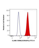 CoraLite® Plus 488-conjugated GORASP2 Polyclonal antibody CL488-10598 proteintech