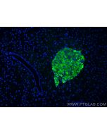 CoraLite® Plus 488-conjugated Secretogranin III Polyclonal antibody CL488-10954 proteintech