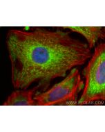 CoraLite® Plus 488-conjugated COX5B Polyclonal antibody CL488-11418 proteintech