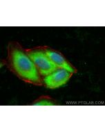 CoraLite® Plus 488-conjugated TTC1 Polyclonal antibody CL488-11676 proteintech