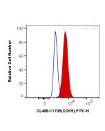 CoraLite® Plus 488-conjugated CDK9 Polyclonal antibody CL488-11705 proteintech