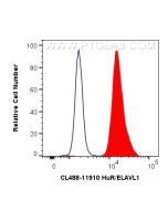 CoraLite® Plus 488-conjugated HuR/ELAVL1 Polyclonal antibody CL488-11910 proteintech