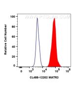 CoraLite® Plus 488-conjugated MATR3 Polyclonal antibody CL488-12202 proteintech