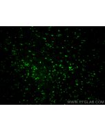 CoraLite® Plus 488-conjugated DCX Polyclonal antibody CL488-13925 proteintech