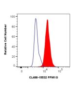 CoraLite® Plus 488-conjugated PPM1G Polyclonal antibody CL488-15532 proteintech