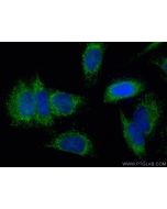 CoraLite® Plus 488-conjugated DLD Polyclonal antibody CL488-16431 proteintech