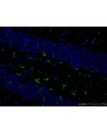 CoraLite® Plus 488-conjugated GFAP Polyclonal antibody CL488-16825 proteintech