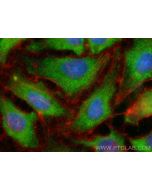 CoraLite® Plus 488-conjugated RPL26 Polyclonal antibody CL488-17619 proteintech