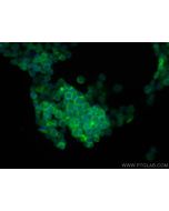 CoraLite® Plus 488-conjugated GYPC Polyclonal antibody CL488-18147 proteintech