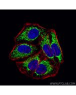 CoraLite® Plus 488-conjugated TOMM40 Polyclonal antibody CL488-18409 proteintech