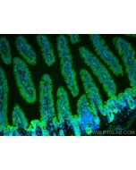 CoraLite® Plus 488-conjugated DMT1 Polyclonal antibody CL488-20507 proteintech