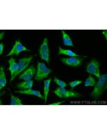 CoraLite® Plus 488-conjugated Rac1 Polyclonal antibody CL488-24072 proteintech