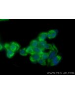 CoraLite® Plus 488-conjugated RNF135 Polyclonal antibody CL488-25061 proteintech