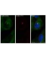 CoraLite® Plus 488-conjugated TTC30A Polyclonal antibody CL488-25352 proteintech
