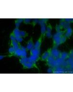 CoraLite® Plus 488-conjugated Fibrillin 1 Polyclonal antibody CL488-26935 proteintech