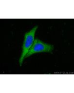 CoraLite® Plus 488-conjugated MUC2 Polyclonal antibody CL488-27675 proteintech