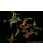 CoraLite® Plus 488-conjugated WNT8A Polyclonal antibody CL488-30518 proteintech